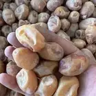 تمر
