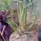 جميع شغل النخيل والأشجار