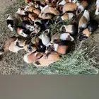 وبريات