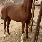 حصان للبيع