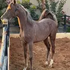 مهره مكس جمال