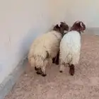 طليان نعيم الرياض حي الشفاء أي مكان نوصل في ذبح باقي اثنين