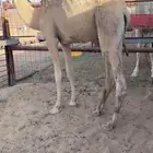 بكره مفروده