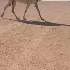 للبيع القحه الرمانيه