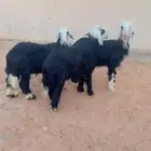 طليان نجد الرياض حي الشفاء أي مكان نوصل ذبح باقي 3 حد 1400