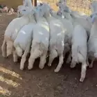 للبيع طليان فروع شحم وشعره