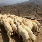 طليان