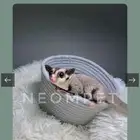 سناجب قلايدر بجدة