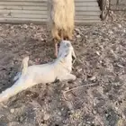 عنز تحتها تيس