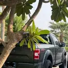 رفارف F150 للبيع