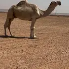 بعير منتج