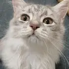 قطط للتبني