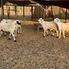 للبيع سواكني فاخر