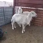 غنم حري