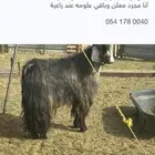 تيس فحل عارضي مشروط من جميع العيوب سن جامع شبب