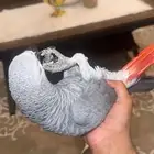 كاسكو متكلم