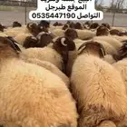 خرفان جذعان