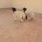 ذبيح نعيم الريآض حي الشفآء آي مكان نوصل في ذبح باقي آثنين