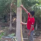 نخيل ملوكي ونخيل واشنطني بسعار مناسبه