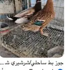 بط شرشيري