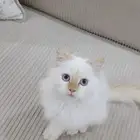 كيتن سكوتش فولد