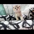 كيتن سكوتش بيور للبيع