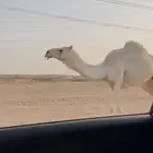 ناقه ثنيه ضريبه