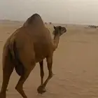 ناقه ساحليه توها جنبه سليمه مافيها شي الحمدالله على السوم