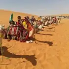 استأجر خيول وجمال زينه