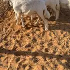 بهم حري