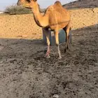 خلفه رباع ثاني ولده تحتها قعود