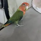 للبيع بغبغاء الروز اليف
