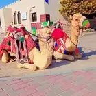 أستأجر خيول وجمال وسياسي