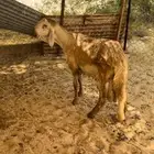 مشروع فحل درماني