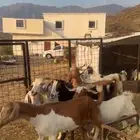 ماعز بيشيات مواليد