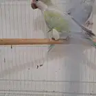 كويكر ابلو تركواز