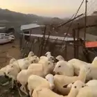 رخال محايل عسير