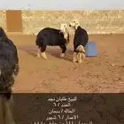 للبيع طليان نجد