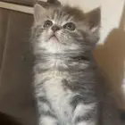 قطه سكوتش