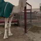 بعير اوضح كفو