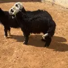 طليان نجد الرياض حي الشفاء أي مكان نوصل ذبح باقي اثنين فقط