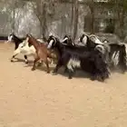 معزا عوارض للبيع
