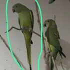 طيور للبيع