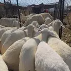 15 طليان ورخال تبارك الرحمن