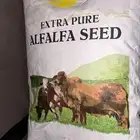 بذور برسيم امريكي