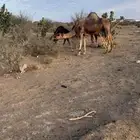 خلفه ساحليه كاسب معها قعود مشروع فحل