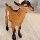 ماعز قزم