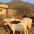 ماعز بيشيات