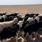 بهم نجد