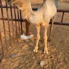 للبيع قعود فردي ولد بعير الضويلع